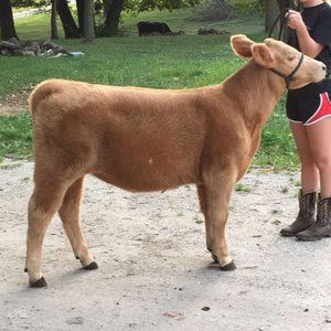 Meet your Posher, Courtney